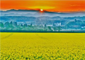 2019安平町菜の花フォトコン…