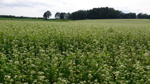 あびら 畑さんぽ *そば畑編…