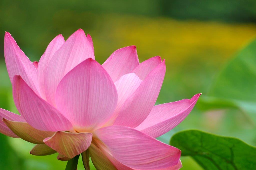 『安平町ハスの花フォトコンテス…