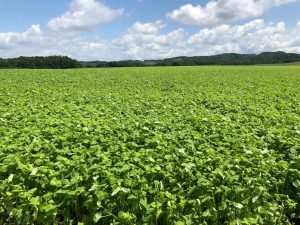 そば畑をおさんぽしませんか?…