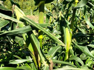 【あびら畑さんぽ】とうきび畑を…