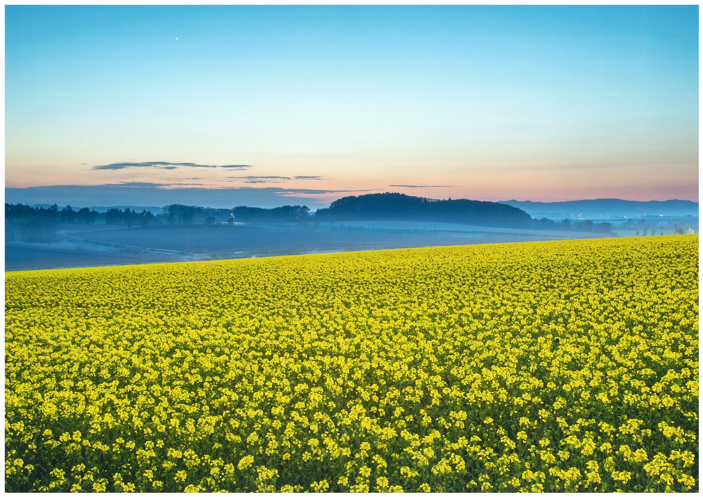 2021安平町菜の花フォトコン…