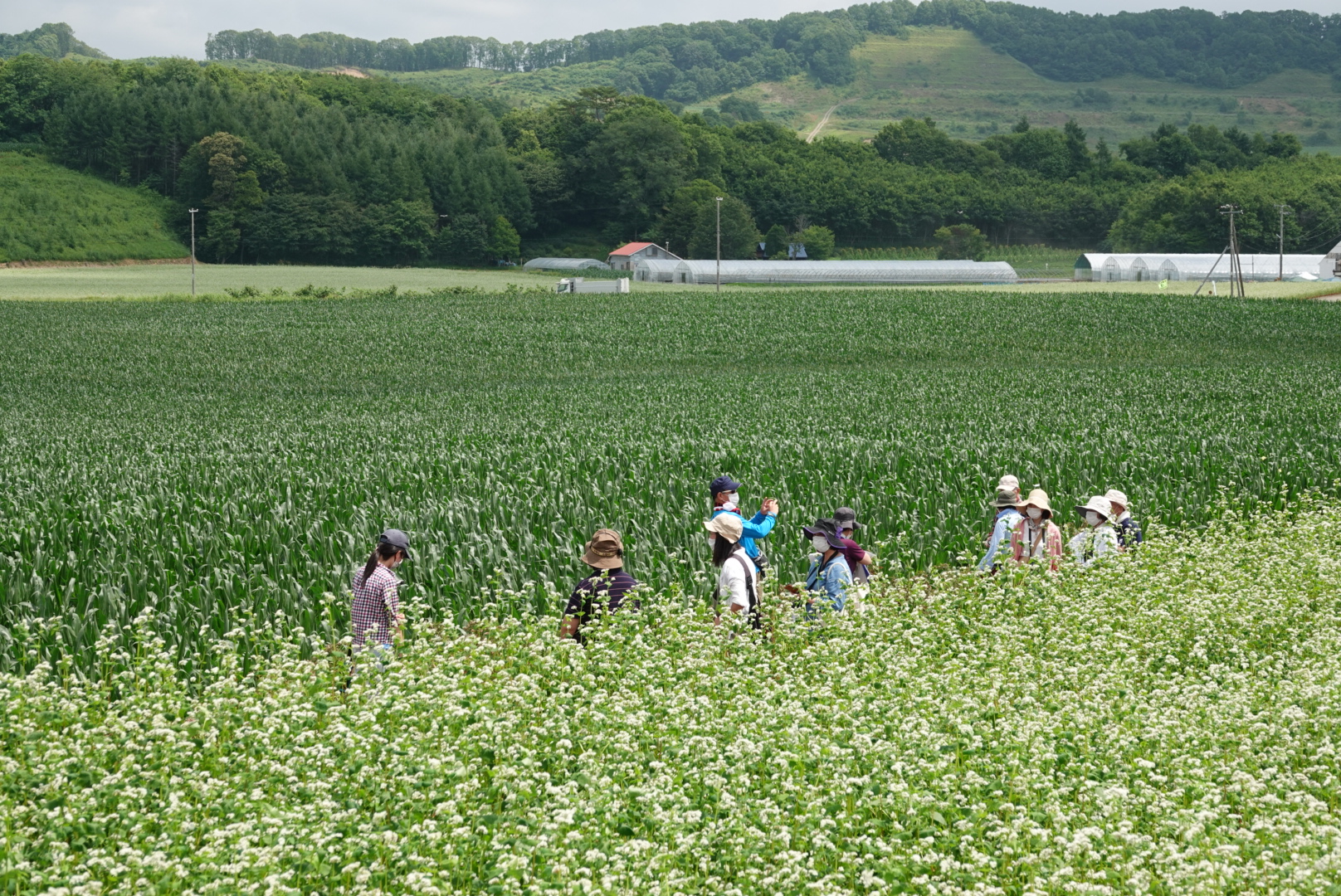 【開催中止】畑さんぽ～そば畑編～