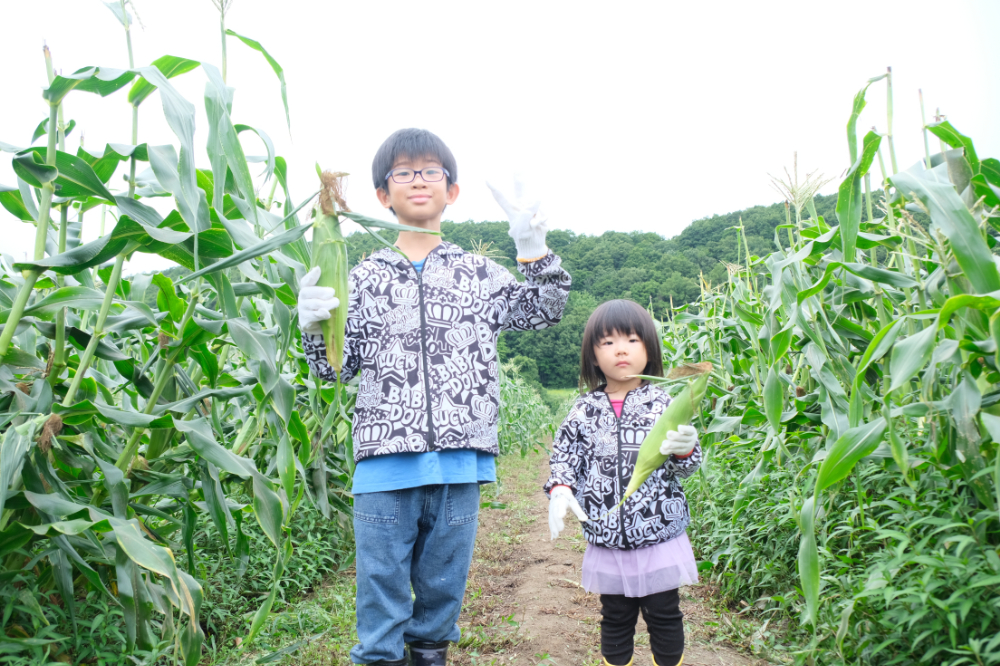 ハーベストツアー　〜とうきび収穫体験〜